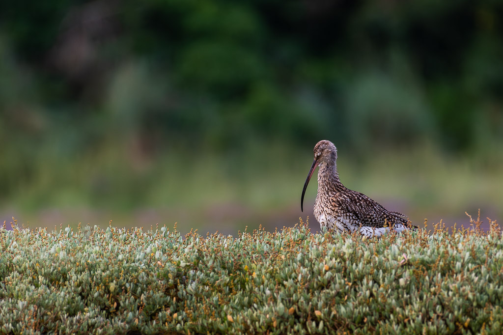 20230801-_DSC3416-Enhanced-NR-2.jpg