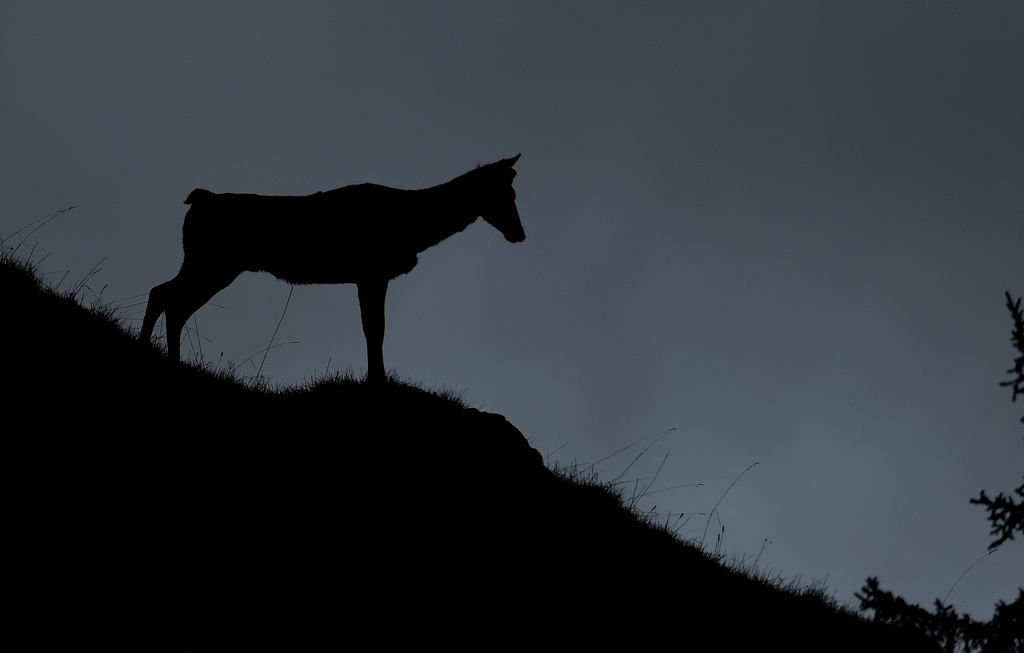 DS5_7869.jpg