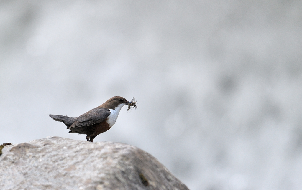 DS5_7879.jpg