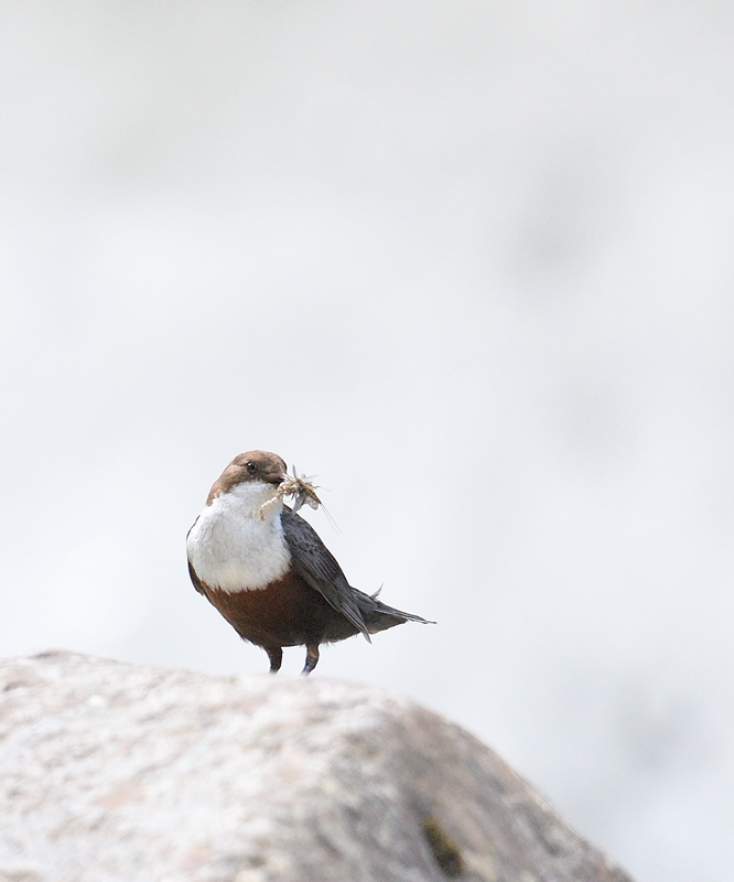 DS5_7889.jpg