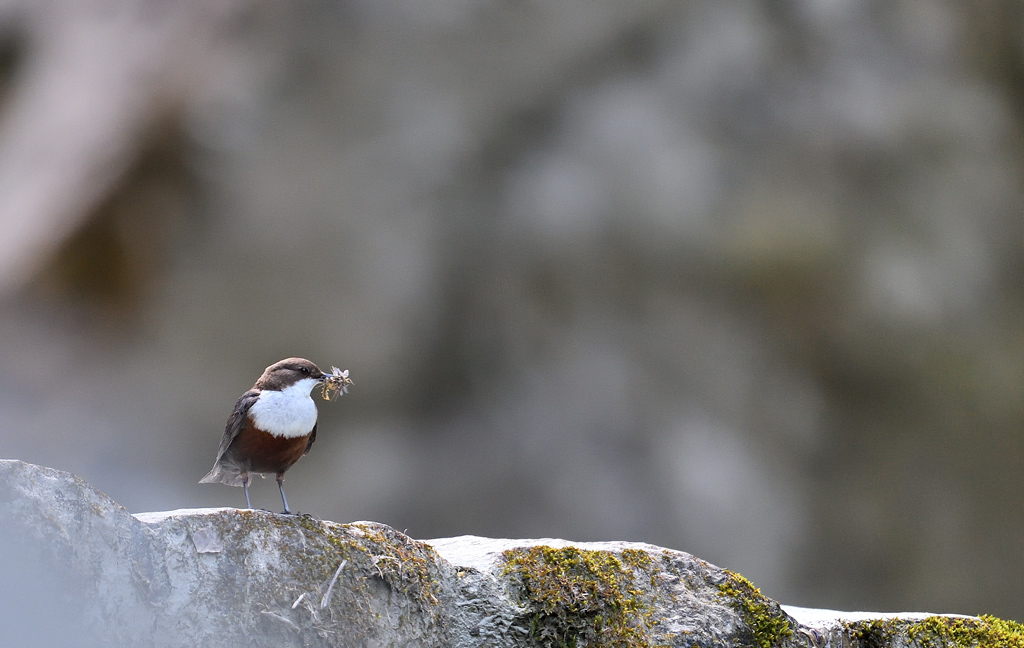 DS5_7903.jpg