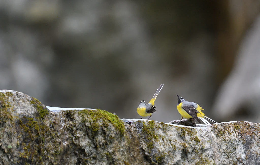 DS5_7909.jpg