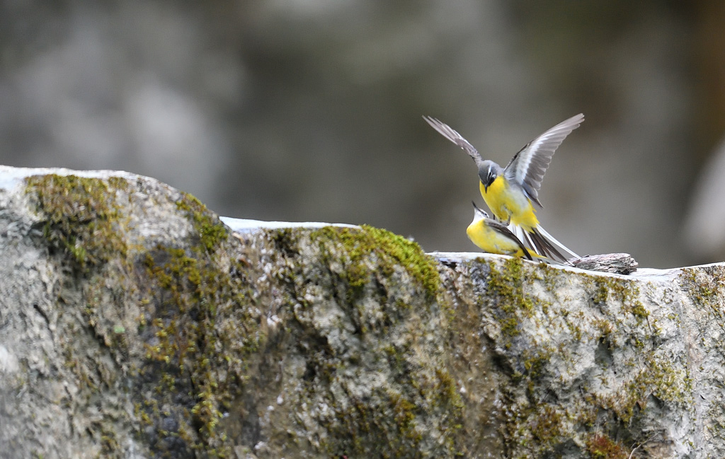 DS5_7912.jpg