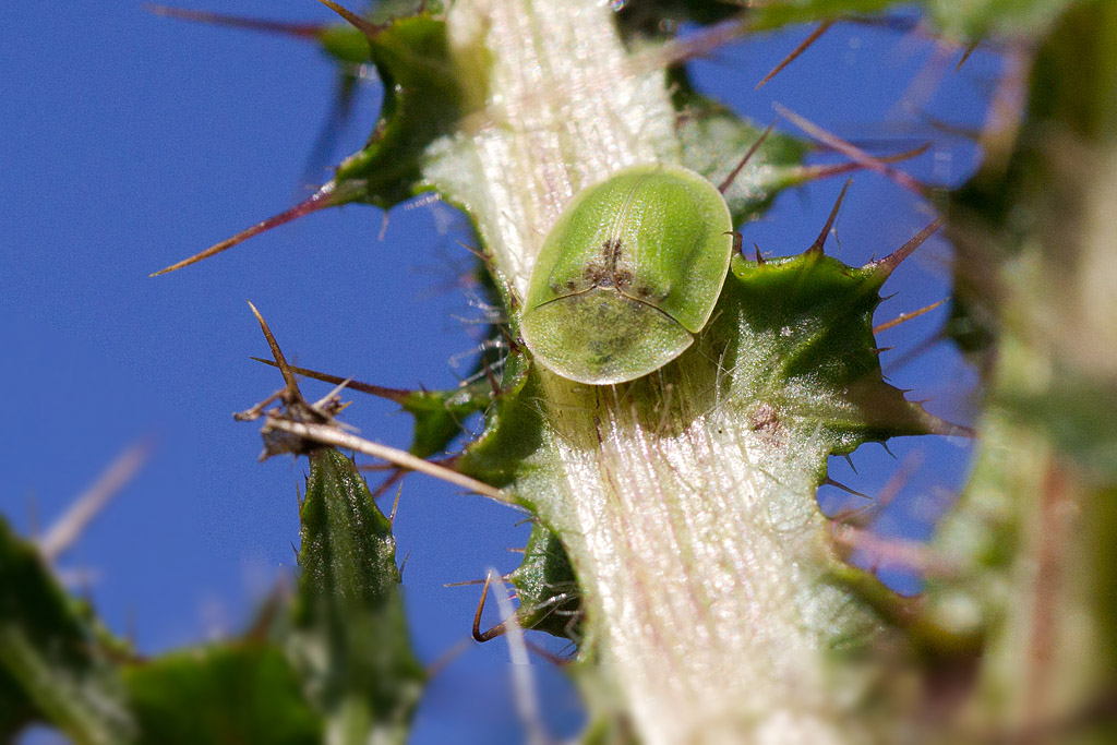 Cassida sanguinolenta - casside des chardons.jpg