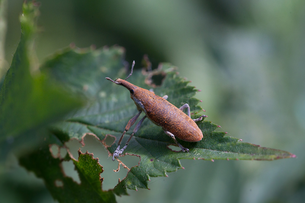 Lixus albomarginatus 2.jpg