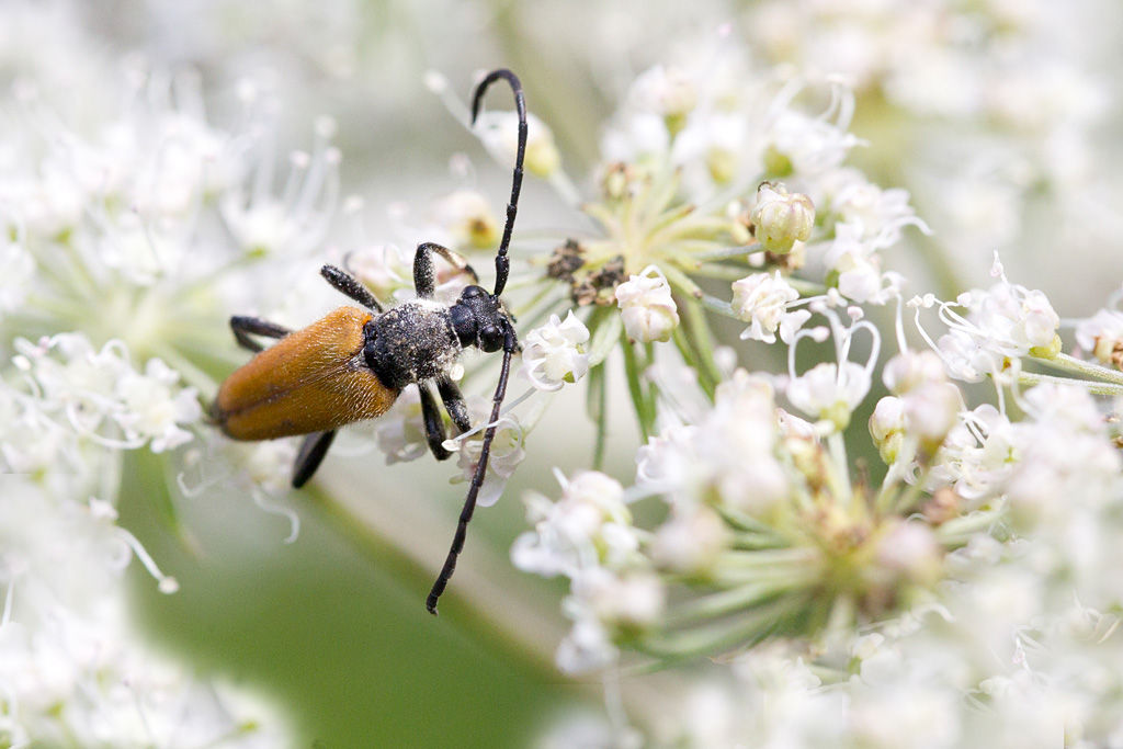 Stictoleptura fulva.jpg