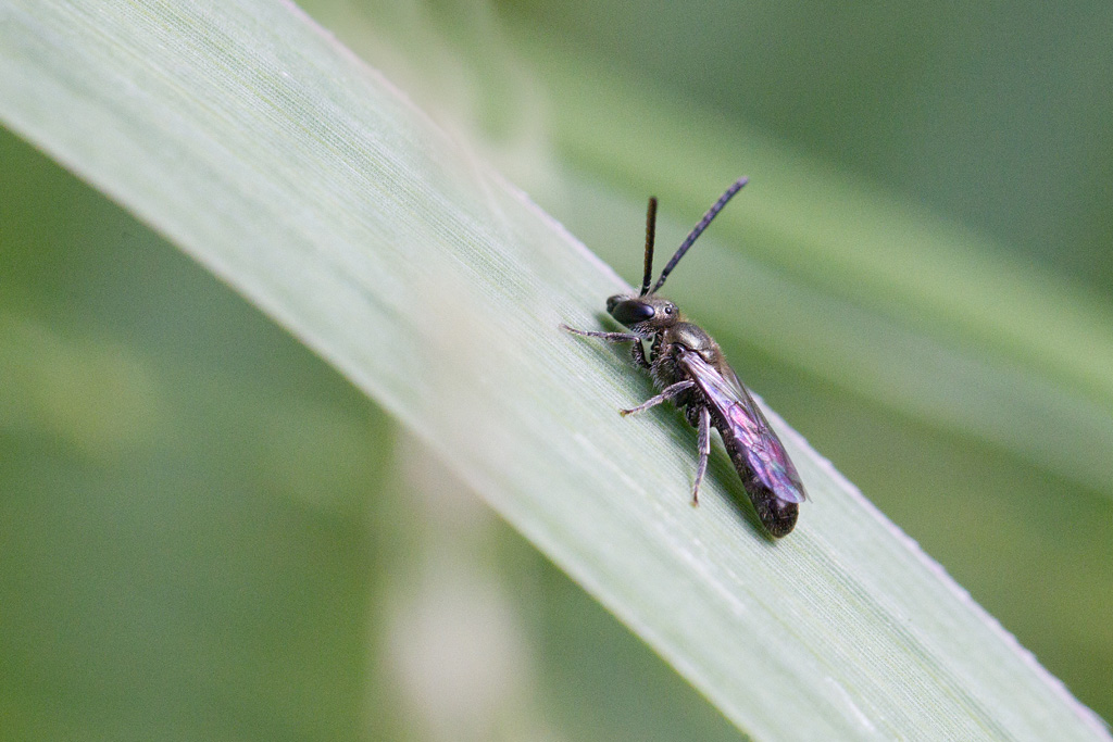 Halictus ou Lasioglossum sp.jpg