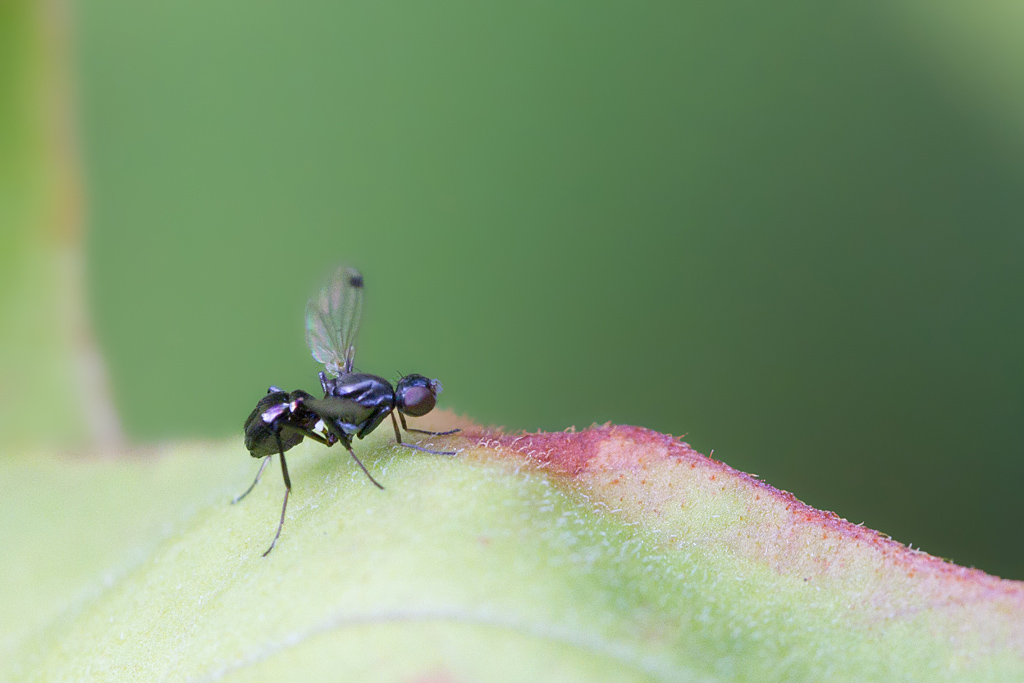 Sepsis fulgens 2.jpg