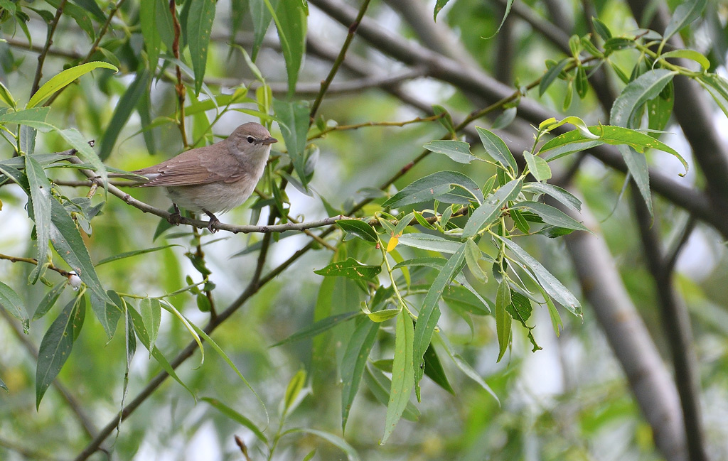 DSC_7477.jpg