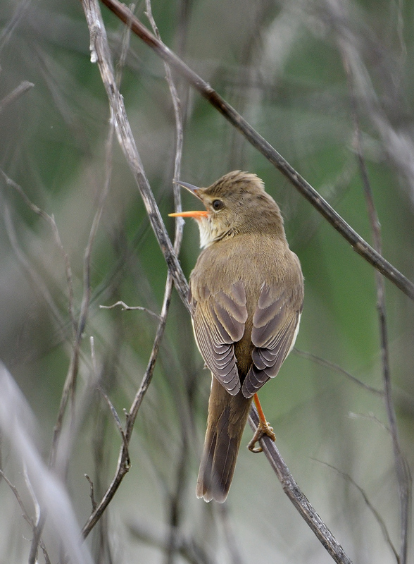 DSC_7517.jpg
