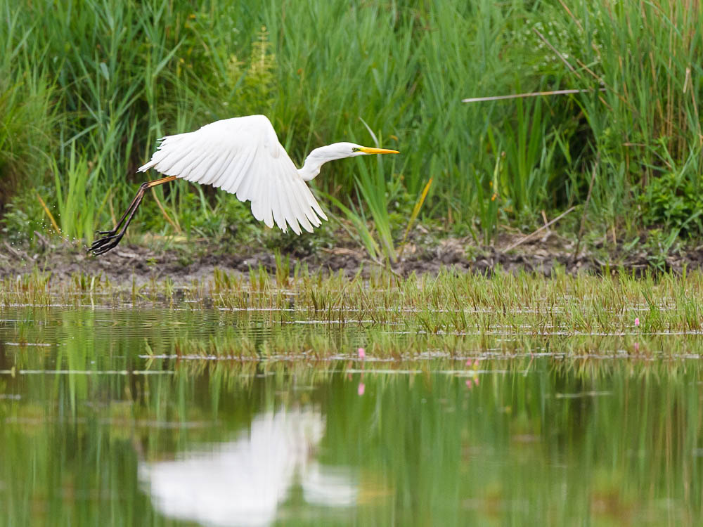Gde aigrette2023_58.jpg