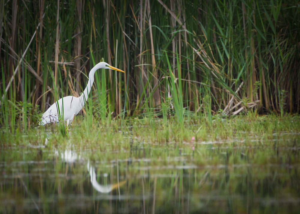 Gde aigrette2023_43.jpg