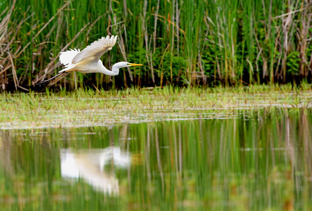 Gde aigrette2023_61_01.JPG