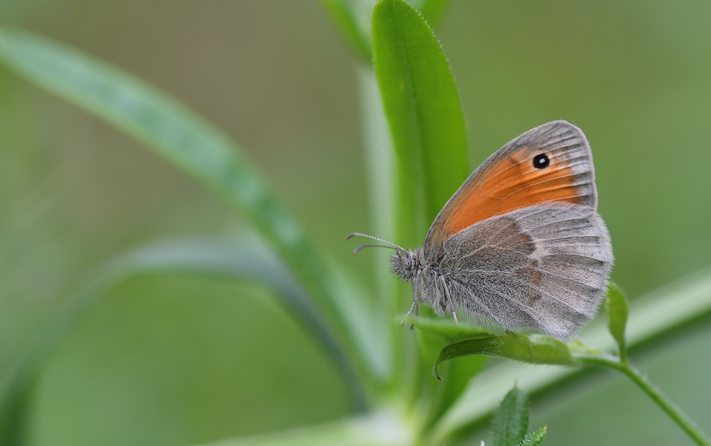 DS5_9005.jpg