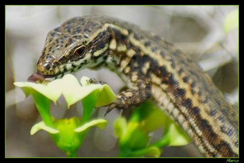 lézard a3.jpg