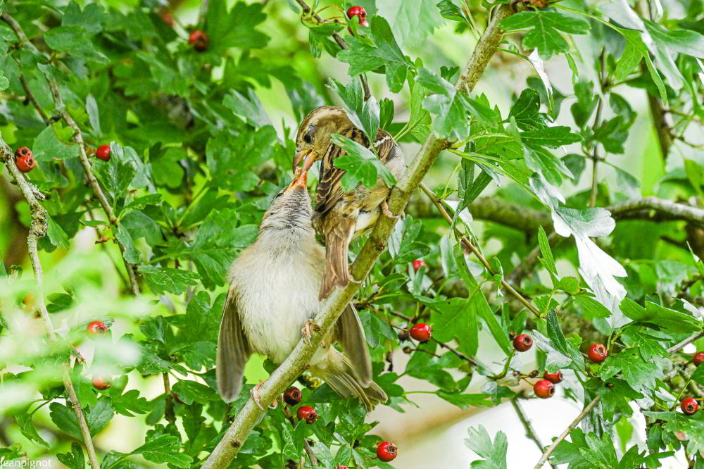 DSC_2692_1766.JPG