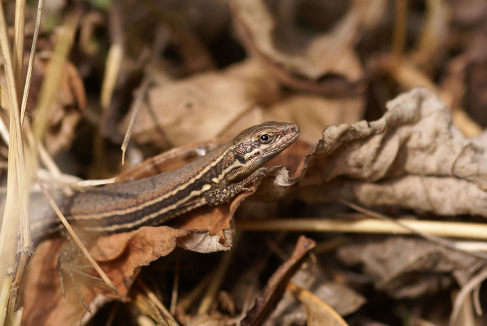 lezard170.JPG