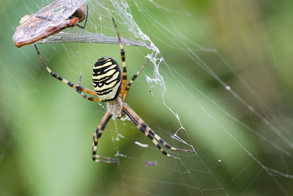 argiope frelon - Argiope bruennichi.jpg