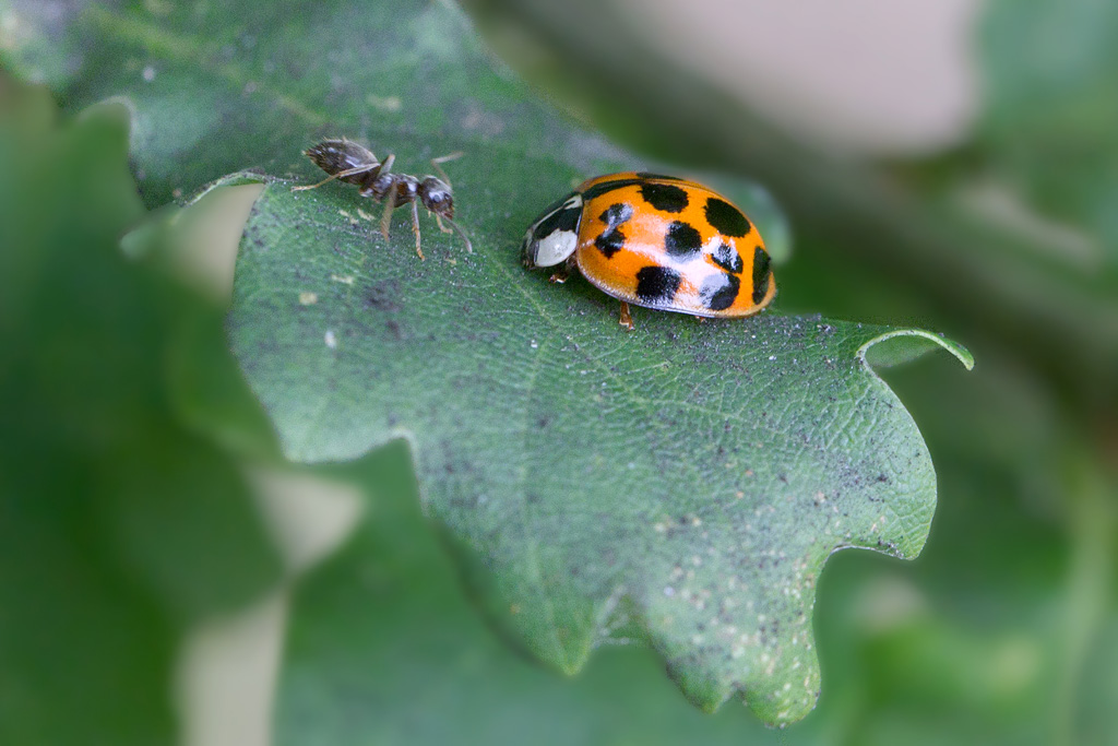 coccinelle à 2 points - Adalia bipunctata.jpg