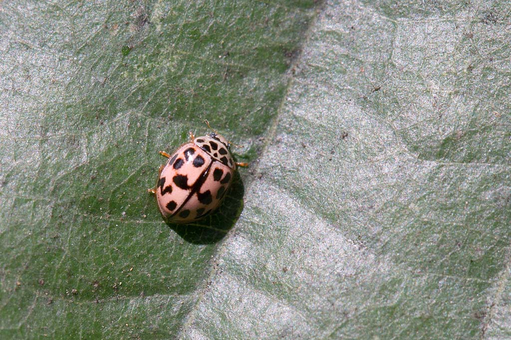 coccinelle rose - Oenopia conglobata.jpg