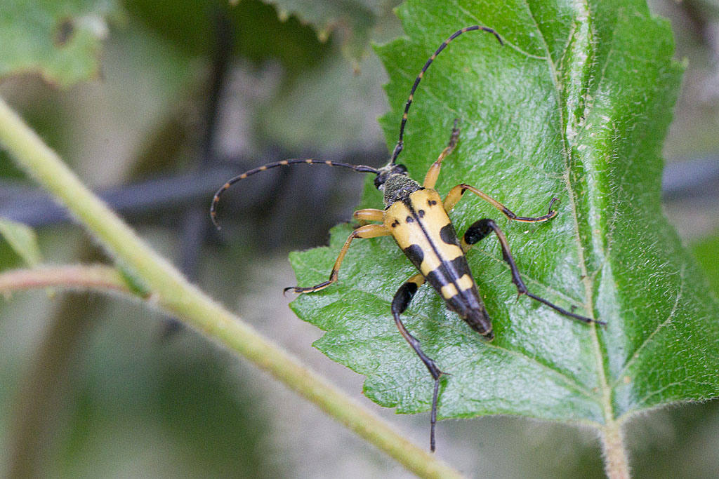 Rutpela maculata.jpg