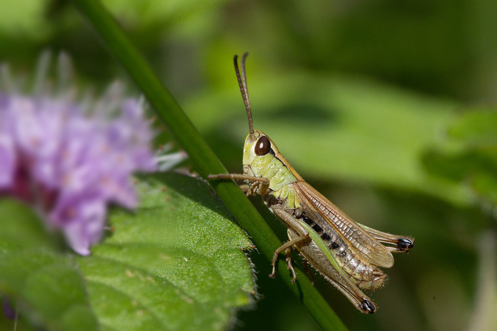 Pseudochorthippus montanus - criquet palustre.jpg