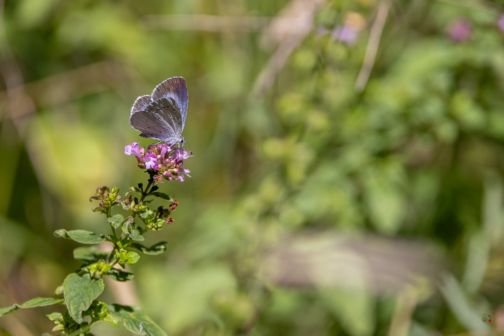 Azuré des Nerpruns (Celastrina argiolus)-29.jpg