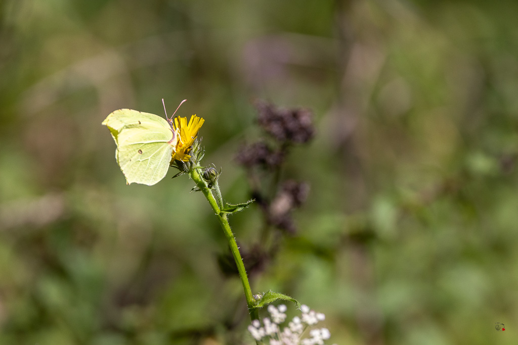 Citron (Gonopterix rhamni)-50.jpg