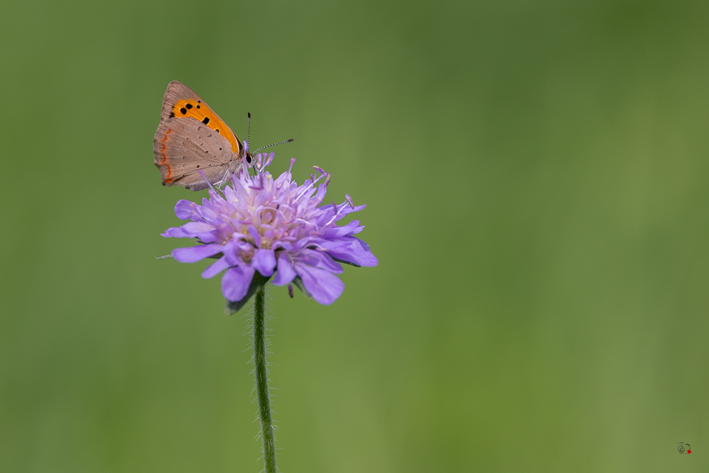 Cuivré commun (Lycaena phlaeas)-17.jpg