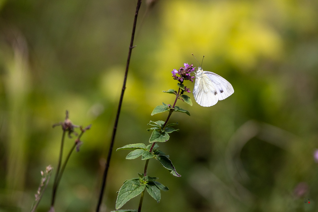 Piéride de la rave (Pieris rapae)-64.jpg