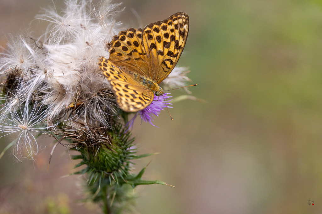 Tabac d'Espagne (Argynnis paphia)-68.jpg