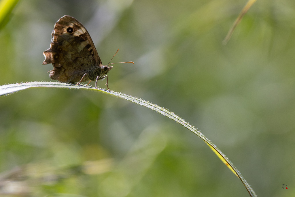 Tircis (Pararge aegeria tircis)-10.jpg