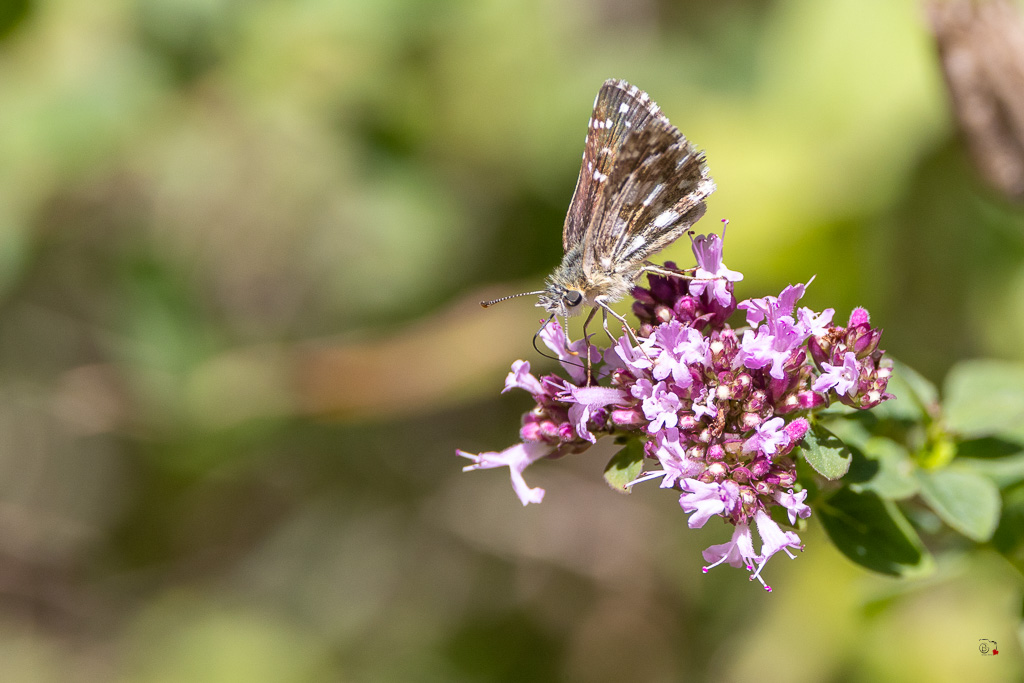Hespérie de la mauve (Pyrgus malvae)-13.jpg