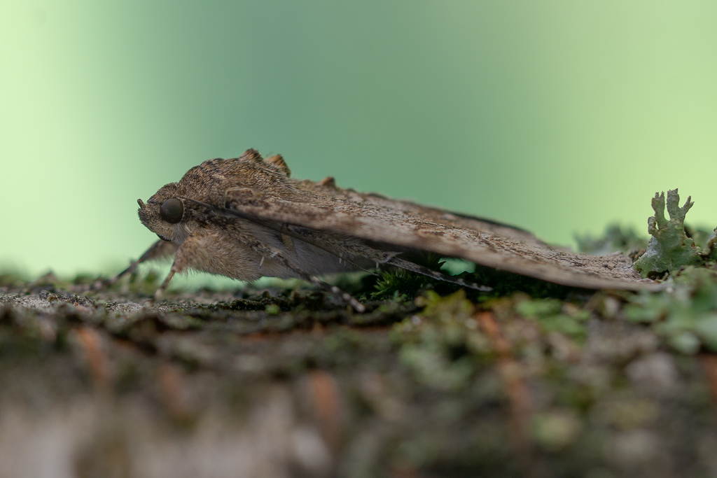 Papillon ; La mariée Catocala nupta  (1).jpg
