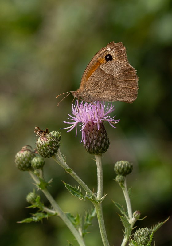 Papillon Myrtil.jpg