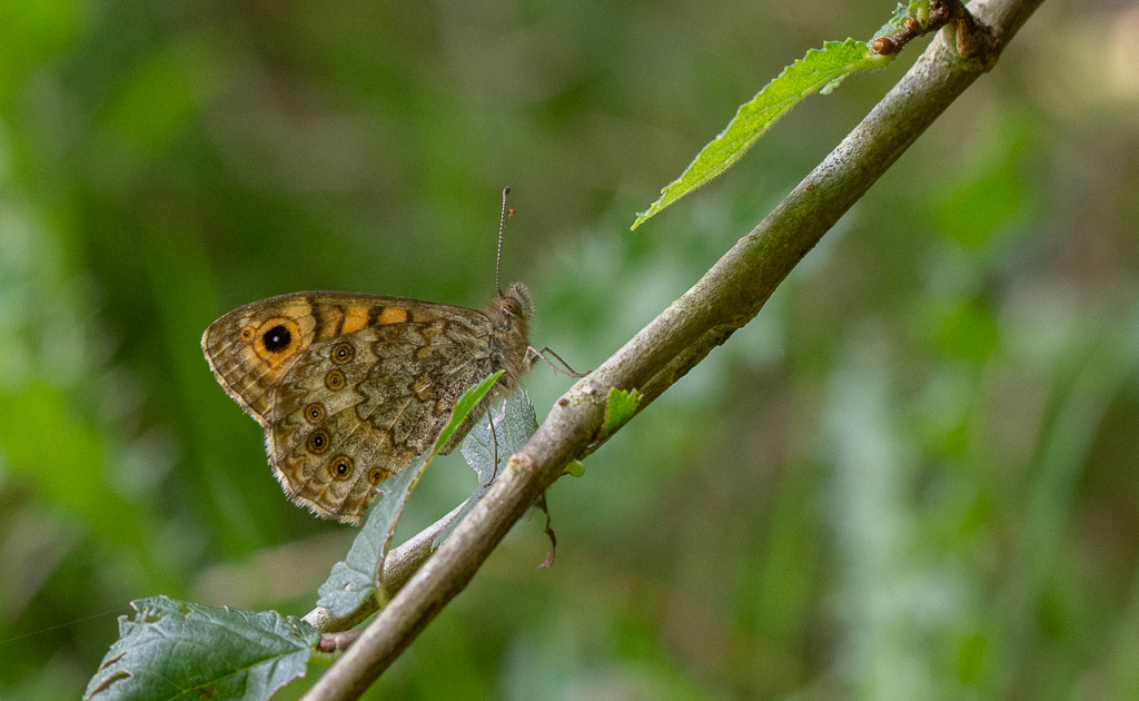 papillon, La mégère.jpg