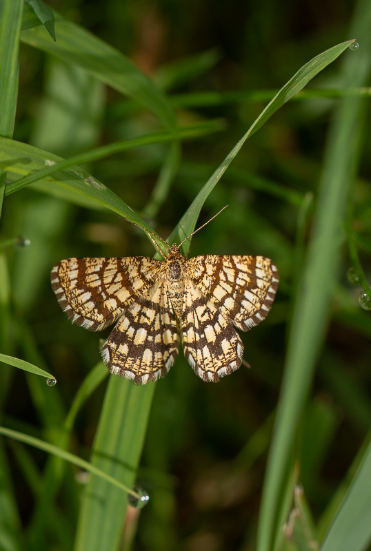 Papillon, géomètre à barreaux.jpg