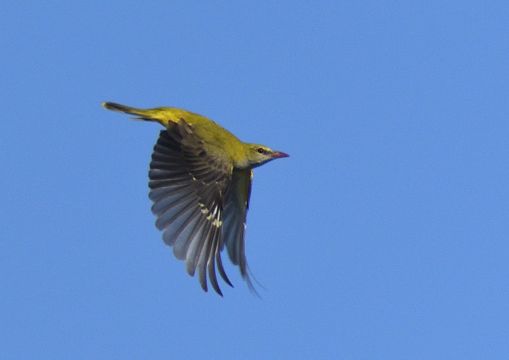 DSC_7961.JPG