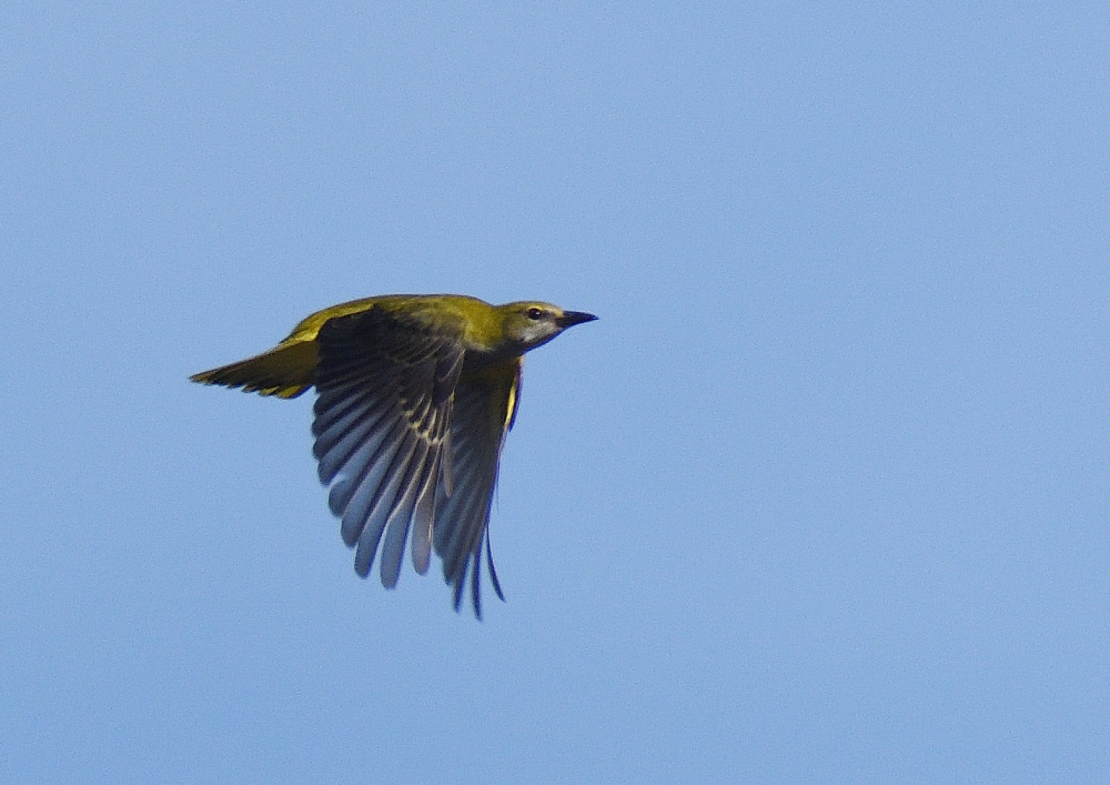 DSC_7985.JPG
