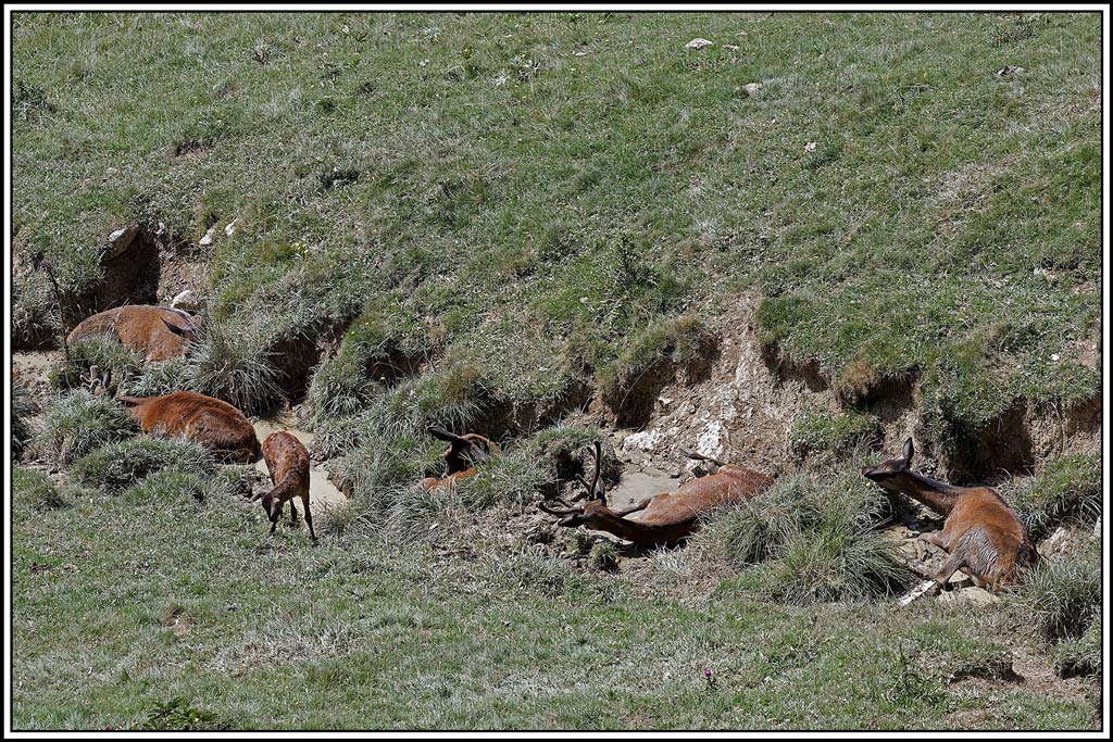 cerf(5837).jpg