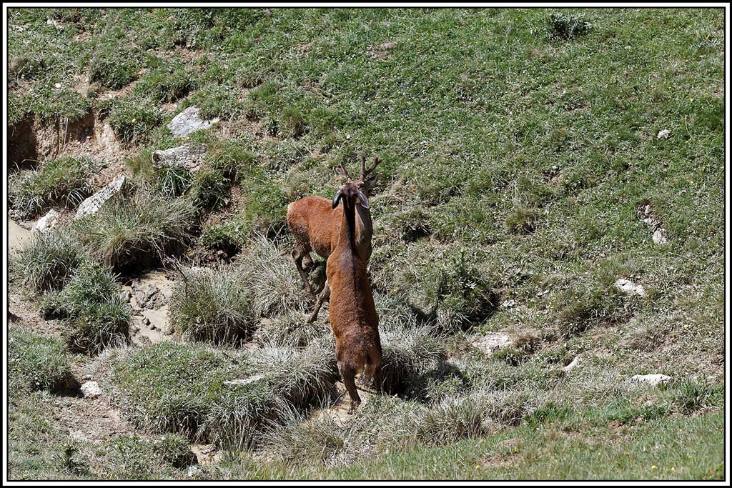 cerf(5783).jpg