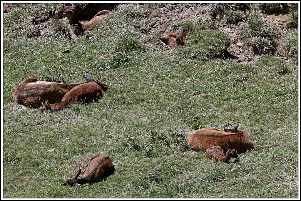 cerf(5869).jpg