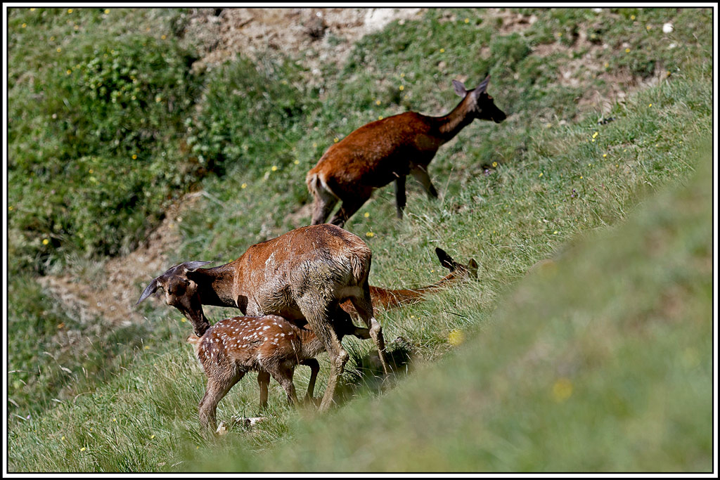 cerf(5766).jpg