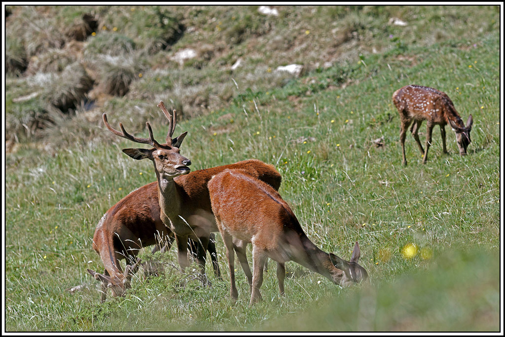 cerf(5734).jpg