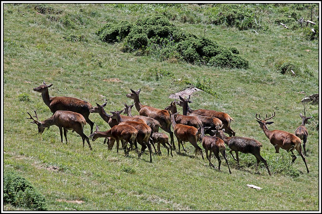 cerf(5910).jpg