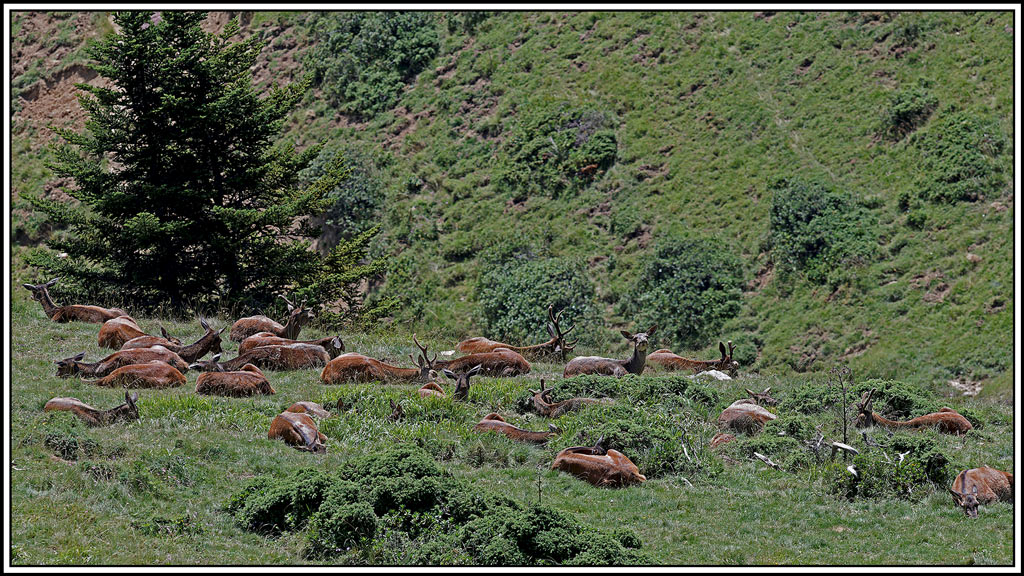cerf(5928).jpg