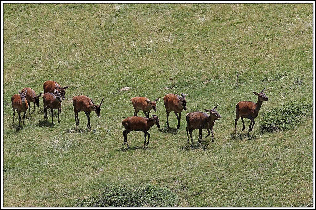 cerf(5960).jpg
