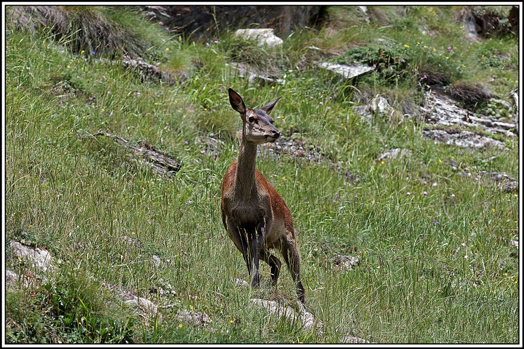 cerf(6016).jpg