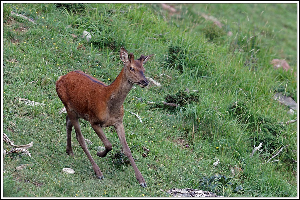 cerf(6034).jpg