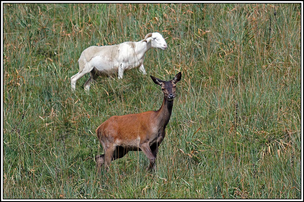 cerf(6045).jpg